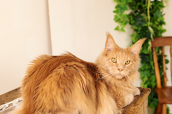 포토 JPG 한마리 탁자 실내 사람없음 뒷모습 반려동물 귀여움 고양이 동물라이프 반려 반려묘 펫팸족 메인쿤 국내포토 동물 1 라이프스타일 뷰포인트 가구 컨셉 포유류 내부 신조어 파일형식