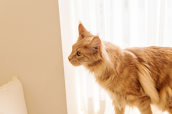 포토 JPG 한마리 응시 실내 사람없음 옆모습 반려동물 귀여움 고양이 동물라이프 반려 반려묘 펫팸족 메인쿤 국내포토 동물 1 라이프스타일 시선 뷰포인트 컨셉 포유류 내부 신조어 파일형식