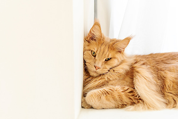 포토 JPG 한마리 실내 사람없음 앞모습 반려동물 귀여움 고양이 기댐 창틀 동물라이프 반려 반려묘 펫팸족 메인쿤 국내포토 동물 1 라이프스타일 뷰포인트 컨셉 창문 포유류 모션 내부 신조어 파일형식