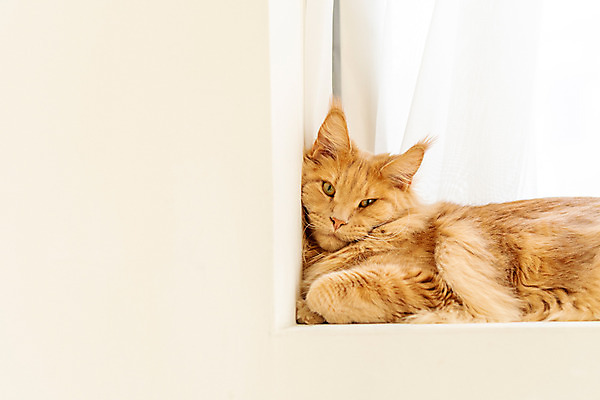 포토 JPG 한마리 실내 사람없음 앞모습 반려동물 귀여움 고양이 기댐 창틀 동물라이프 반려 반려묘 펫팸족 메인쿤 국내포토 동물 1 라이프스타일 뷰포인트 컨셉 창문 포유류 모션 내부 신조어 파일형식