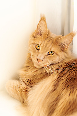 포토 JPG 한마리 실내 사람없음 옆모습 반려동물 귀여움 고양이 기댐 창틀 동물라이프 반려 반려묘 펫팸족 메인쿤 국내포토 동물 1 라이프스타일 뷰포인트 컨셉 창문 포유류 모션 내부 신조어 파일형식