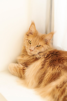 포토 JPG 한마리 실내 사람없음 옆모습 반려동물 귀여움 고양이 기댐 창틀 동물라이프 반려 반려묘 펫팸족 메인쿤 국내포토 동물 1 라이프스타일 뷰포인트 컨셉 창문 포유류 모션 내부 신조어 파일형식