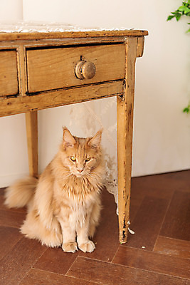 포토 JPG 한마리 탁자 실내 사람없음 앞모습 반려동물 귀여움 고양이 동물라이프 반려 반려묘 펫팸족 메인쿤 국내포토 동물 1 라이프스타일 뷰포인트 가구 컨셉 포유류 내부 신조어 파일형식