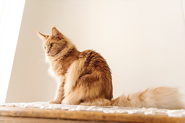 포토 JPG 한마리 로우앵글 탁자 실내 앉기 사람없음 옆모습 반려동물 귀여움 고양이 동물라이프 반려 반려묘 펫팸족 메인쿤 국내포토 동물 1 라이프스타일 뷰포인트 가구 컨셉 포유류 모션 내부 신조어 파일형식