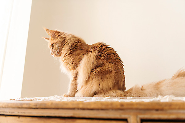 포토 JPG 한마리 로우앵글 탁자 실내 사람없음 옆모습 반려동물 귀여움 고양이 동물라이프 반려 반려묘 펫팸족 메인쿤 국내포토 동물 1 라이프스타일 뷰포인트 가구 컨셉 포유류 내부 신조어 파일형식