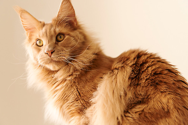 포토 JPG 한마리 응시 실내 근접촬영 사람없음 옆모습 반려동물 귀여움 고양이 동물라이프 반려 반려묘 펫팸족 메인쿤 국내포토 동물 1 라이프스타일 시선 뷰포인트 컨셉 포유류 내부 신조어 파일형식