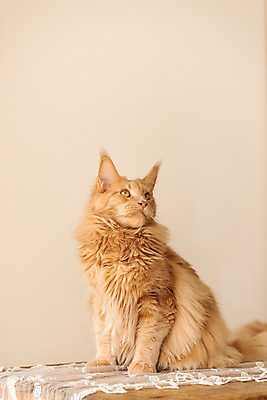 포토 JPG 한마리 응시 탁자 실내 사람없음 옆모습 반려동물 귀여움 고양이 동물라이프 반려 반려묘 펫팸족 메인쿤 국내포토 동물 1 라이프스타일 시선 뷰포인트 가구 컨셉 포유류 내부 신조어 파일형식