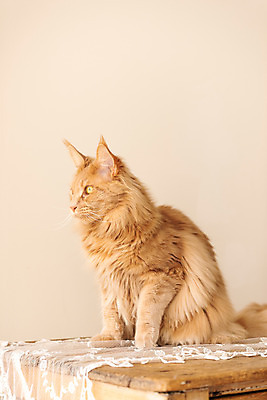 포토 JPG 한마리 응시 탁자 실내 사람없음 옆모습 반려동물 귀여움 고양이 동물라이프 반려 반려묘 펫팸족 메인쿤 국내포토 동물 1 라이프스타일 시선 뷰포인트 가구 컨셉 포유류 내부 신조어 파일형식