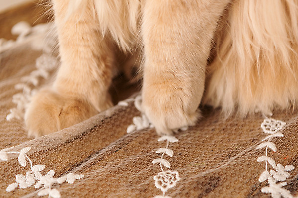 포토 JPG 한마리 발 실내 근접촬영 사람없음 반려동물 귀여움 고양이 발바닥 동물라이프 반려 반려묘 펫팸족 메인쿤 국내포토 동물 1 라이프스타일 뷰포인트 컨셉 포유류 내부 신체부위 신조어 파일형식