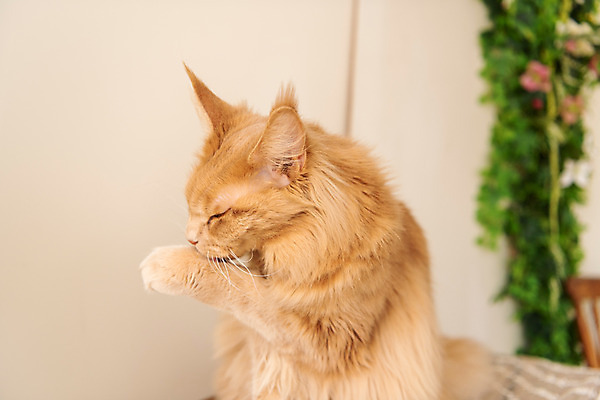 포토 JPG 한마리 실내 사람없음 옆모습 반려동물 귀여움 고양이 핥기 동물라이프 반려 반려묘 펫팸족 메인쿤 국내포토 동물 1 라이프스타일 뷰포인트 컨셉 포유류 모션 내부 신조어 파일형식
