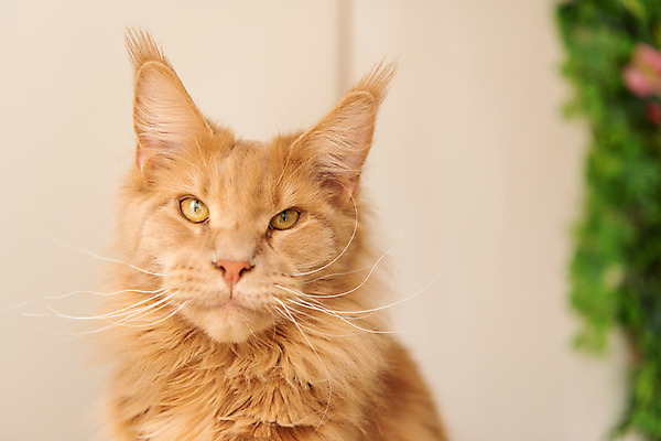 포토 JPG 한마리 얼굴 실내 사람없음 앞모습 반려동물 귀여움 고양이 동물라이프 반려 반려묘 펫팸족 메인쿤 국내포토 동물 1 라이프스타일 뷰포인트 컨셉 포유류 내부 신체부위 신조어 파일형식