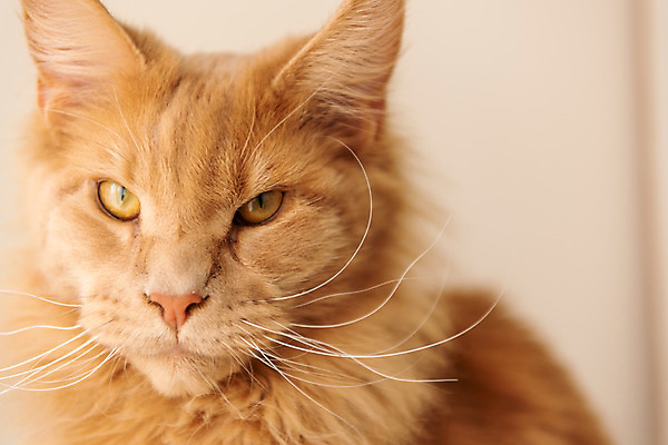 포토 JPG 한마리 얼굴 실내 근접촬영 사람없음 앞모습 반려동물 귀여움 고양이 동물라이프 반려 반려묘 펫팸족 메인쿤 국내포토 동물 1 라이프스타일 뷰포인트 컨셉 포유류 내부 신체부위 신조어 파일형식