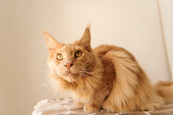 포토 JPG 한마리 로우앵글 실내 사람없음 앞모습 반려동물 귀여움 고양이 웅크림 동물라이프 반려 반려묘 펫팸족 메인쿤 국내포토 동물 1 라이프스타일 뷰포인트 컨셉 포유류 모션 내부 신조어 파일형식