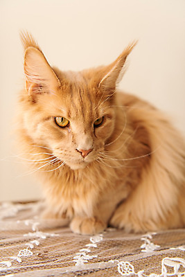 포토 JPG 한마리 실내 사람없음 앞모습 반려동물 귀여움 고양이 동물라이프 반려 반려묘 펫팸족 메인쿤 국내포토 동물 1 라이프스타일 뷰포인트 컨셉 포유류 내부 신조어 파일형식