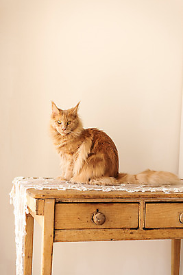 포토 JPG 한마리 탁자 실내 사람없음 옆모습 반려동물 귀여움 고양이 동물라이프 반려 반려묘 펫팸족 메인쿤 국내포토 동물 1 라이프스타일 뷰포인트 가구 컨셉 포유류 내부 신조어 파일형식