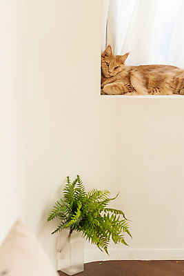 포토 JPG 한마리 실내 사람없음 옆모습 반려동물 귀여움 고양이 기댐 창틀 동물라이프 반려 반려묘 펫팸족 메인쿤 국내포토 동물 1 라이프스타일 뷰포인트 컨셉 창문 포유류 모션 내부 신조어 파일형식