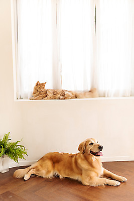 포토 JPG 반려견 두마리 실내 사람없음 옆모습 반려동물 귀여움 고양이 커튼 골든리트리버 강아지 창틀 동물라이프 반려 반려묘 펫팸족 메인쿤 국내포토 동물 라이프스타일 뷰포인트 컨셉 2 창문 포유류 내부 개 리트리버 신조어 파일형식