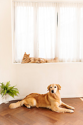 포토 JPG 반려견 두마리 실내 사람없음 옆모습 반려동물 귀여움 고양이 커튼 골든리트리버 강아지 창틀 동물라이프 반려 반려묘 펫팸족 메인쿤 국내포토 동물 라이프스타일 뷰포인트 컨셉 2 창문 포유류 내부 개 리트리버 신조어 파일형식