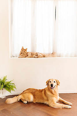 포토 JPG 반려견 두마리 실내 사람없음 옆모습 반려동물 귀여움 고양이 커튼 골든리트리버 강아지 창틀 동물라이프 반려 반려묘 펫팸족 메인쿤 국내포토 동물 라이프스타일 뷰포인트 컨셉 2 창문 포유류 내부 개 리트리버 신조어 파일형식