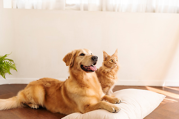 포토 JPG 무료이미지 반려견 쿠션 두마리 실내 사람없음 앞모습 반려동물 귀여움 고양이 골든리트리버 강아지 동물라이프 반려 반려묘 펫팸족 메인쿤 국내포토 동물 라이프스타일 뷰포인트 컨셉 2 포유류 내부 개 리트리버 신조어 파일형식