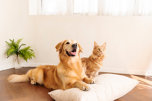 포토 JPG 응시 반려견 쿠션 두마리 실내 사람없음 앞모습 반려동물 귀여움 고양이 골든리트리버 강아지 동물라이프 반려 반려묘 펫팸족 메인쿤 국내포토 동물 라이프스타일 시선 뷰포인트 컨셉 2 포유류 내부 개 리트리버 신조어 파일형식