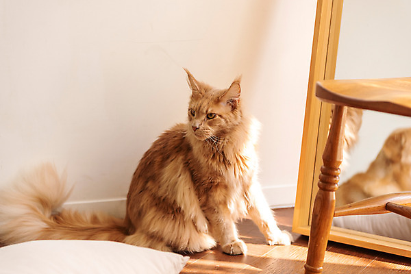 포토 JPG 한마리 실내 사람없음 옆모습 반려동물 귀여움 고양이 거울 동물라이프 반려 반려묘 펫팸족 메인쿤 국내포토 동물 1 라이프스타일 뷰포인트 컨셉 포유류 내부 신조어 파일형식