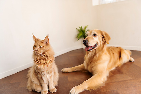 포토 JPG 반려견 두마리 실내 사람없음 앞모습 반려동물 귀여움 고양이 골든리트리버 강아지 동물라이프 반려 반려묘 펫팸족 메인쿤 국내포토 동물 라이프스타일 뷰포인트 컨셉 2 포유류 내부 개 리트리버 신조어 파일형식
