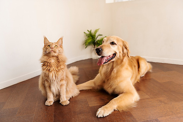 포토 JPG 반려견 두마리 실내 사람없음 앞모습 반려동물 귀여움 고양이 골든리트리버 강아지 동물라이프 반려 반려묘 펫팸족 메인쿤 국내포토 동물 라이프스타일 뷰포인트 컨셉 2 포유류 내부 개 리트리버 신조어 파일형식