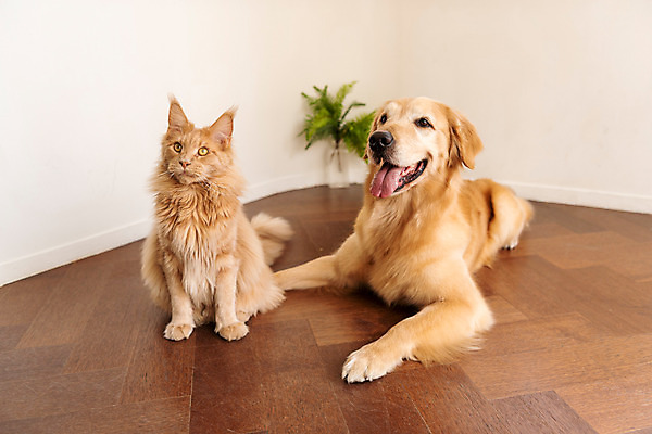 포토 JPG 반려견 두마리 실내 사람없음 앞모습 반려동물 귀여움 고양이 골든리트리버 강아지 동물라이프 반려 반려묘 펫팸족 메인쿤 국내포토 동물 라이프스타일 뷰포인트 컨셉 2 포유류 내부 개 리트리버 신조어 파일형식