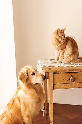 포토 JPG 반려견 두마리 탁자 실내 사람없음 옆모습 반려동물 귀여움 고양이 골든리트리버 강아지 동물라이프 반려 반려묘 펫팸족 메인쿤 국내포토 동물 라이프스타일 뷰포인트 가구 컨셉 2 포유류 내부 개 리트리버 신조어 파일형식