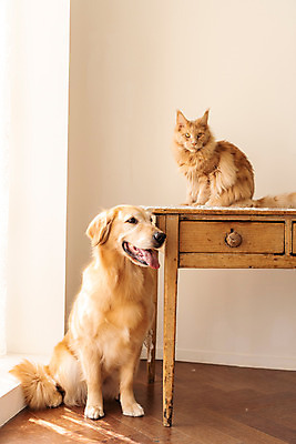 포토 JPG 반려견 두마리 탁자 실내 사람없음 앞모습 옆모습 반려동물 귀여움 고양이 골든리트리버 강아지 동물라이프 반려 반려묘 펫팸족 메인쿤 국내포토 동물 라이프스타일 뷰포인트 가구 컨셉 2 포유류 내부 개 리트리버 신조어 파일형식