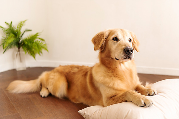 포토 JPG 한마리 반려견 쿠션 실내 사람없음 앞모습 반려동물 귀여움 골든리트리버 강아지 동물라이프 반려 펫팸족 국내포토 동물 1 라이프스타일 뷰포인트 컨셉 내부 개 리트리버 신조어 파일형식