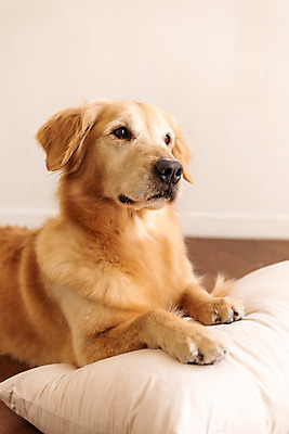 포토 JPG 한마리 반려견 쿠션 실내 사람없음 앞모습 반려동물 귀여움 골든리트리버 강아지 동물라이프 반려 펫팸족 국내포토 동물 1 라이프스타일 뷰포인트 컨셉 내부 개 리트리버 신조어 파일형식