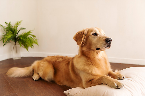 포토 JPG 한마리 반려견 쿠션 실내 사람없음 옆모습 반려동물 귀여움 골든리트리버 강아지 동물라이프 반려 펫팸족 국내포토 동물 1 라이프스타일 뷰포인트 컨셉 내부 개 리트리버 신조어 파일형식