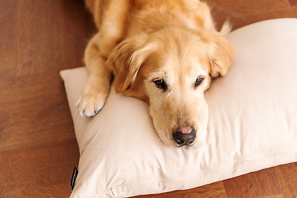 포토 JPG 한마리 반려견 엎드리기 쿠션 실내 사람없음 앞모습 반려동물 하이앵글 귀여움 골든리트리버 강아지 동물라이프 반려 펫팸족 국내포토 동물 1 라이프스타일 뷰포인트 컨셉 모션 내부 개 리트리버 신조어 파일형식