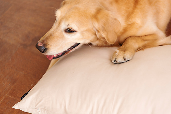 포토 JPG 한마리 반려견 엎드리기 쿠션 실내 사람없음 옆모습 반려동물 귀여움 골든리트리버 강아지 동물라이프 반려 펫팸족 국내포토 동물 1 라이프스타일 뷰포인트 컨셉 모션 내부 개 리트리버 신조어 파일형식