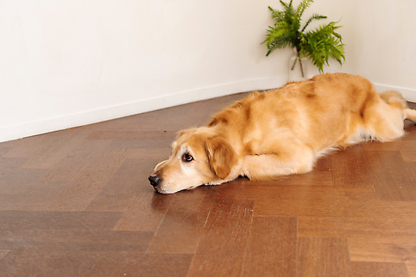 포토 JPG 한마리 반려견 엎드리기 실내 사람없음 옆모습 반려동물 귀여움 골든리트리버 강아지 눈치 동물라이프 반려 펫팸족 국내포토 동물 1 라이프스타일 뷰포인트 컨셉 모션 내부 개 리트리버 신조어 파일형식