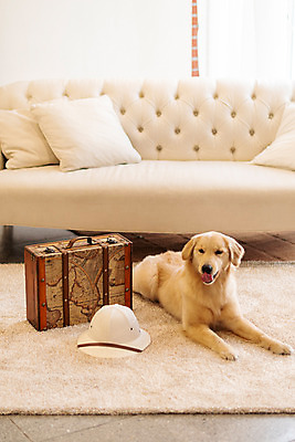 포토 JPG 모자 한마리 반려견 실내 사람없음 앞모습 반려동물 소파 귀여움 여행가방 골든리트리버 강아지 동물라이프 반려 펫팸족 국내포토 동물 1 라이프스타일 잡화 뷰포인트 컨셉 의자 가방 내부 개 리트리버 신조어 파일형식