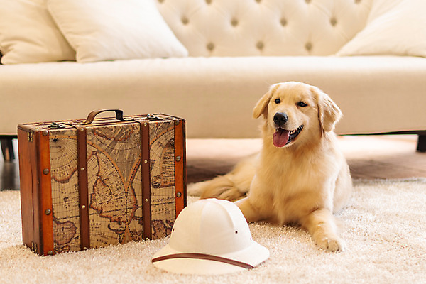 포토 JPG 모자 한마리 반려견 실내 사람없음 앞모습 반려동물 소파 귀여움 여행가방 골든리트리버 강아지 동물라이프 반려 펫팸족 국내포토 동물 1 라이프스타일 잡화 뷰포인트 컨셉 의자 가방 내부 개 리트리버 신조어 파일형식