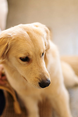 포토 JPG 한마리 반려견 실내 근접촬영 사람없음 앞모습 아웃포커스 반려동물 하이앵글 귀여움 골든리트리버 강아지 동물라이프 반려 펫팸족 국내포토 동물 1 라이프스타일 뷰포인트 컨셉 촬영기법 내부 개 리트리버 신조어 파일형식