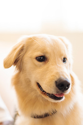 포토 JPG 한마리 반려견 실내 근접촬영 사람없음 앞모습 아웃포커스 반려동물 하이앵글 귀여움 골든리트리버 강아지 동물라이프 반려 펫팸족 국내포토 동물 1 라이프스타일 뷰포인트 컨셉 촬영기법 내부 개 리트리버 신조어 파일형식