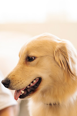 포토 JPG 한마리 반려견 실내 근접촬영 사람없음 옆모습 아웃포커스 반려동물 하이앵글 귀여움 골든리트리버 강아지 동물라이프 반려 펫팸족 국내포토 동물 1 라이프스타일 뷰포인트 컨셉 촬영기법 내부 개 리트리버 신조어 파일형식