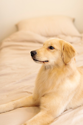 포토 JPG 한마리 반려견 실내 사람없음 옆모습 반려동물 귀여움 침대 골든리트리버 강아지 동물라이프 반려 펫팸족 국내포토 동물 1 라이프스타일 뷰포인트 가구 컨셉 내부 개 리트리버 신조어 파일형식