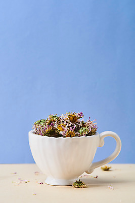 포토 JPG 스튜디오촬영 식물 꽃잎 건조 실내 건강 사람없음 차 찻잔 오브젝트 파란배경 구절초 꽃차 국내포토 꽃 음료 백그라운드 잔 내부 파란색 차_음료 파일형식