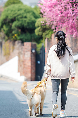 포토 JPG 주간 전신 한마리 여자 반려견 함께함 한명 20대 성인 야외 뒷모습 반려동물 걷기 다정 산책 한국인 개 골든리트리버 강아지 즐거움 목줄 반려 성인여자한명만 펫팸족 국내포토 자연요소 동물 1 감정 뷰포인트 컨셉 포유류 모션 휴식 사람 동양인 청년 리트리버 신조어 여자한명만 성인여자만 파일형식 반려용품