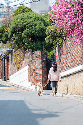 포토 JPG 주간 전신 한마리 여자 반려견 함께함 한명 20대 성인 야외 뒷모습 반려동물 걷기 다정 산책 한국인 개 골든리트리버 강아지 즐거움 목줄 반려 성인여자한명만 펫팸족 국내포토 자연요소 동물 1 감정 뷰포인트 컨셉 포유류 모션 휴식 사람 동양인 청년 리트리버 신조어 여자한명만 성인여자만 파일형식 반려용품