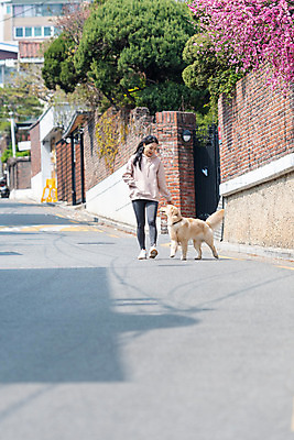 포토 JPG 주간 전신 한마리 여자 반려견 함께함 한명 20대 성인 야외 앞모습 반려동물 걷기 다정 산책 한국인 개 골든리트리버 강아지 즐거움 목줄 반려 성인여자한명만 펫팸족 국내포토 자연요소 동물 1 감정 뷰포인트 컨셉 포유류 모션 휴식 사람 동양인 청년 리트리버 신조어 여자한명만 성인여자만 파일형식 반려용품