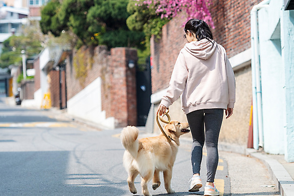 포토 JPG 주간 전신 한마리 여자 반려견 함께함 한명 20대 성인 야외 뒷모습 반려동물 걷기 다정 산책 한국인 개 골든리트리버 강아지 즐거움 목줄 반려 성인여자한명만 펫팸족 국내포토 자연요소 동물 1 감정 뷰포인트 컨셉 포유류 모션 휴식 사람 동양인 청년 리트리버 신조어 여자한명만 성인여자만 파일형식 반려용품