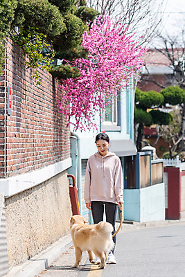 포토 JPG 주간 전신 한마리 여자 반려견 함께함 한명 20대 성인 야외 앞모습 반려동물 걷기 다정 산책 한국인 개 골든리트리버 강아지 즐거움 목줄 반려 성인여자한명만 펫팸족 국내포토 자연요소 동물 1 감정 뷰포인트 컨셉 포유류 모션 휴식 사람 동양인 청년 리트리버 신조어 여자한명만 성인여자만 파일형식 반려용품