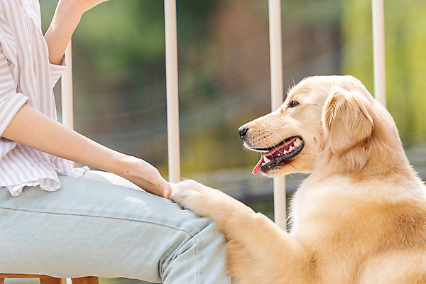 포토 JPG 주간 한마리 여자 반려견 의자 주택 함께함 한명 앉기 상반신 20대 성인 야외 옆모습 반려동물 다정 한국인 발코니 개 골든리트리버 강아지 커피잔 즐거움 교감 반려 성인여자한명만 펫팸족 국내포토 자연요소 동물 1 감정 커피 뷰포인트 가구 컨셉 포유류 모션 잔 사람 동양인 청년 건물 리트리버 신조어 여자한명만 성인여자만 파일형식